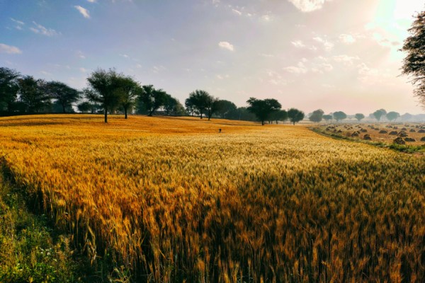Nestlé has joined more than 40 food and agriculture organisations in announcing its support for the Sustainable Agriculture Initiative (SAI) Platform's Regenerating Together Programme (RTP), a new initiative to help scale regenerative agriculture practices across global food supply chains.