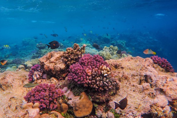 The world's oceans experienced significant damage throughout the first year in which global temperatures temporarily exceeded 1.5°C above pre-industrial levels, a new study led by King Abdullah University of Science and Technology (KAUST) has found.