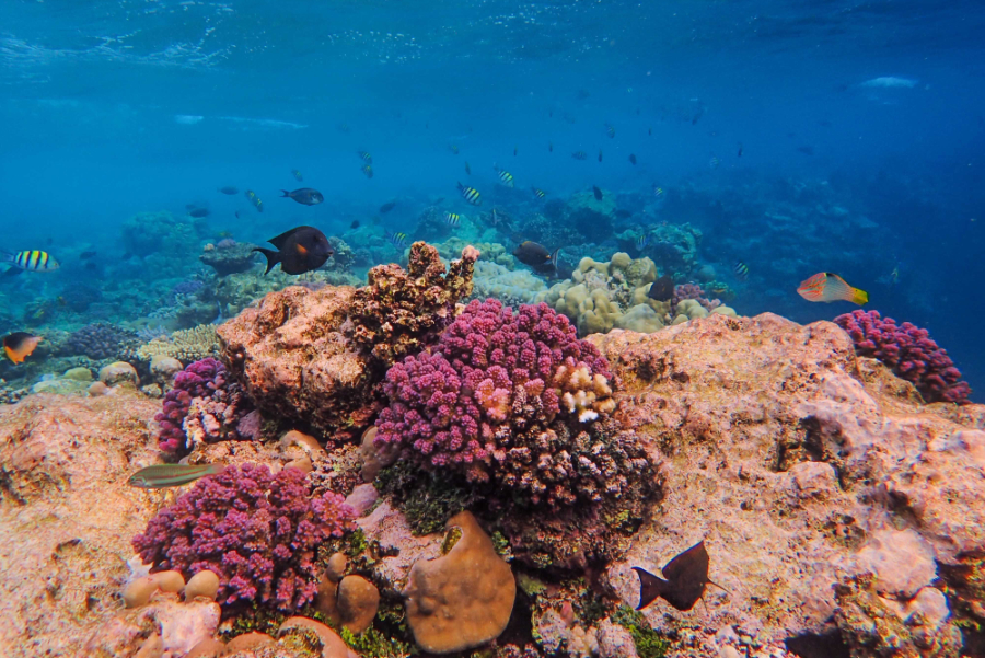 The world's oceans experienced significant damage throughout the first year in which global temperatures temporarily exceeded 1.5°C above pre-industrial levels, a new study led by King Abdullah University of Science and Technology (KAUST) has found.