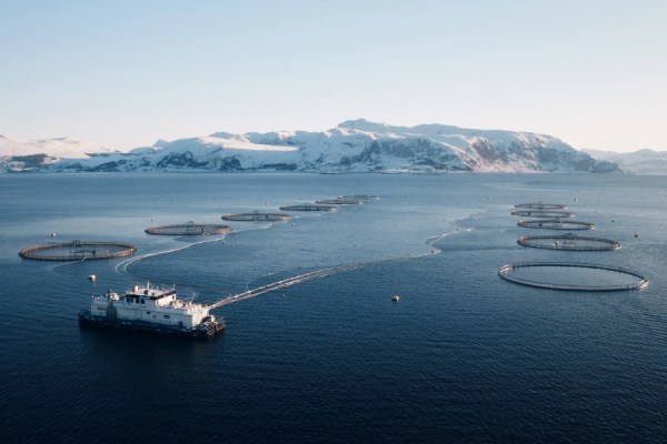 Norwegian seafood producer Mowi has come out on top in the World Benchmarking Alliance's (WBA) 2026 Ocean Benchmark, which assessed 22 of the world's largest seafood firms across a variety of environmental, social and governance indicators.