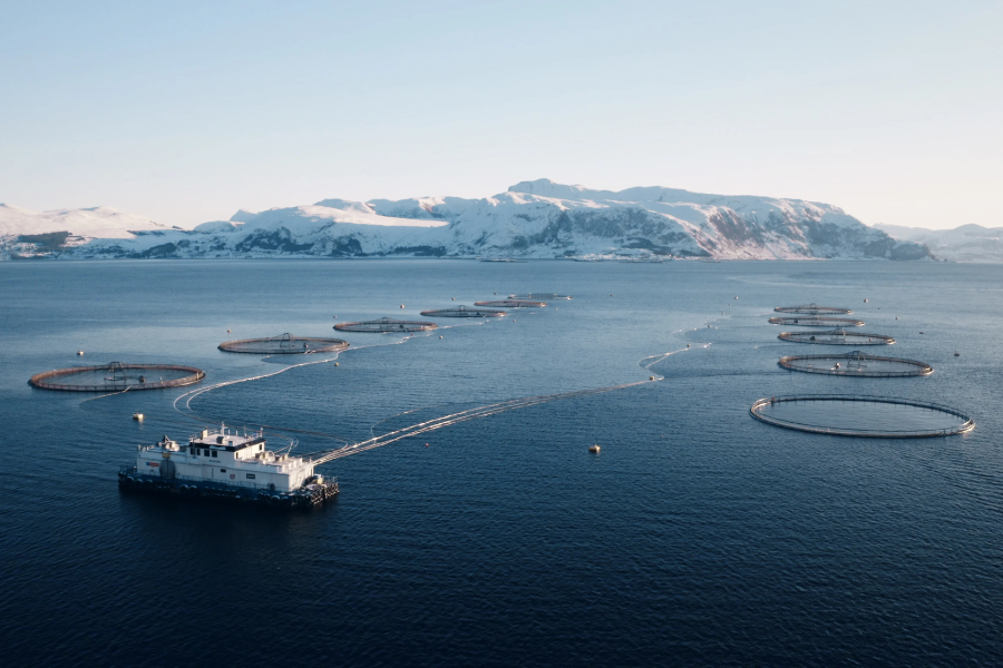 Norwegian seafood producer Mowi has come out on top in the World Benchmarking Alliance's (WBA) 2026 Ocean Benchmark, which assessed 22 of the world's largest seafood firms across a variety of environmental, social and governance indicators.