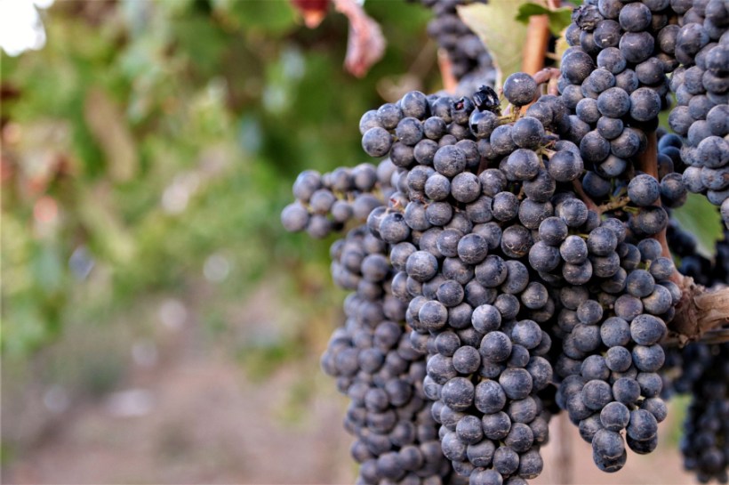 Climate change, along with the threat of wildfires, could fundamentally reshape California's wine industry over the coming decades, according to new research published in Frontiers in Climate.