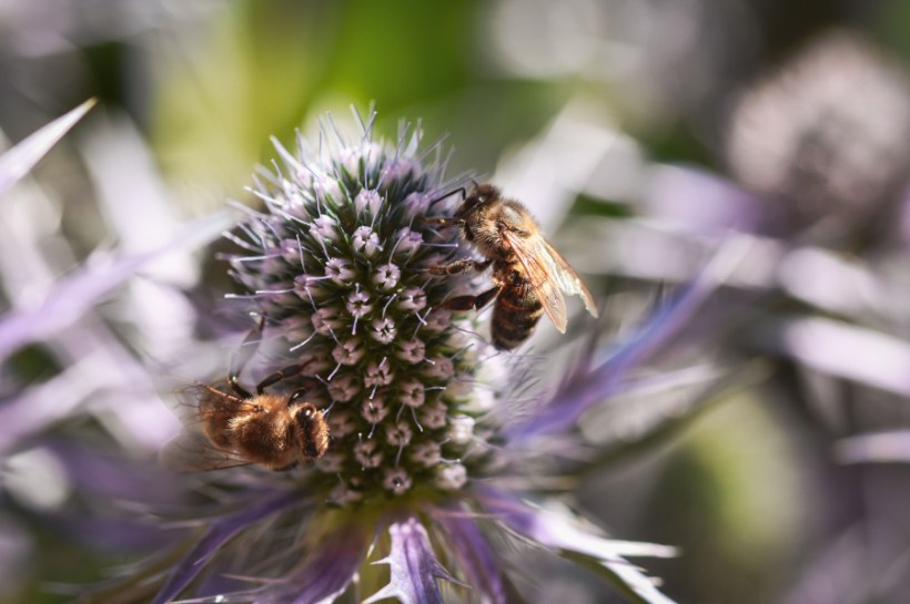 Europe could be facing a 'serious pollinator crisis' unless coordinated action is taken to halt the decline of wild pollinator species, a new study has suggested.