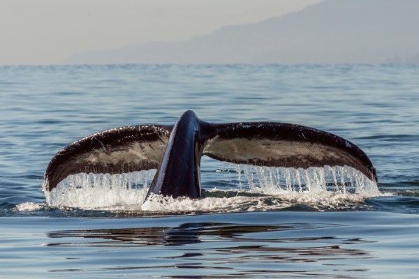 A new report co-authored by the United Nations and researchers at the University of Portsmouth sets out a 'practical roadmap' for governments seeking to develop sustainable blue economies, as marine and freshwater ecosystems come under increased pressure.