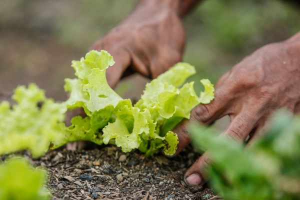 The University of Helsinki has secured €10 million from the Novo Nordisk Foundation to lead a Nordic research project exploring how biodiversity influences soil health, productivity and resilience.