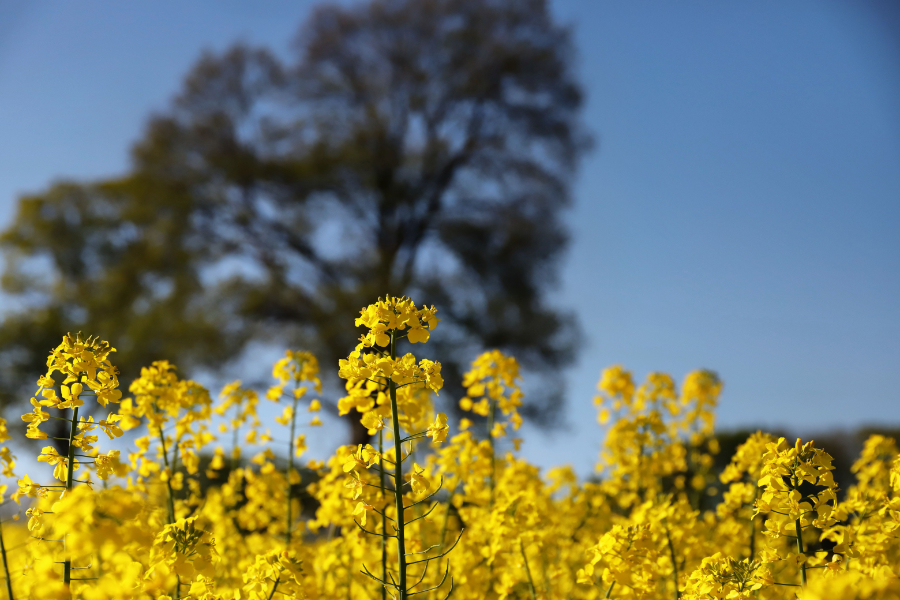 A new study has explored how rapeseed processing waste could be developed into a biodegradable food packaging film to protect and extend the shelf-life of fresh food.