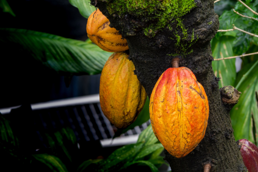 Sustainability monitoring systems used in cocoa supply chains can be vulnerable to inaccurate reporting, a new study by ETH Zurich and the University of Cambridge has suggested.