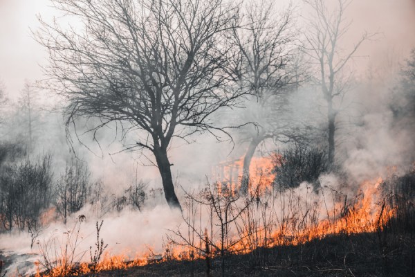 The area of Europe affected by wildfires could almost triple by the end of the century, as climate change brings hotter, drier and windier conditions, according to a study by the Potsdam Institute for Climate Impact Research (PIK) and the Senckenberg Society for Nature Research.