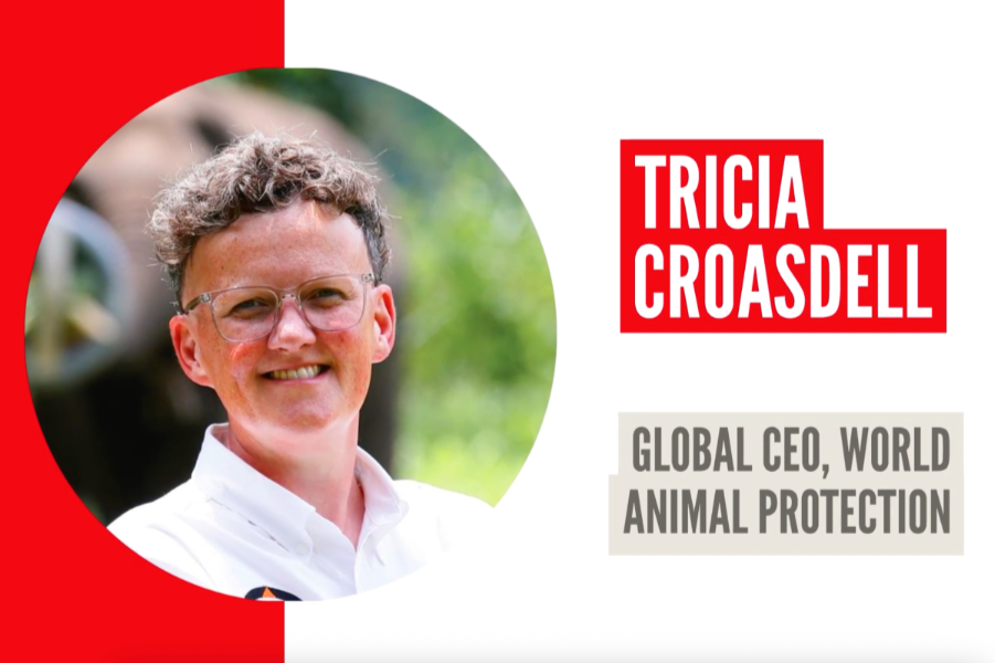 Ambition Into Action – Tricia Croasdell, Global CEO, World Animal Protection