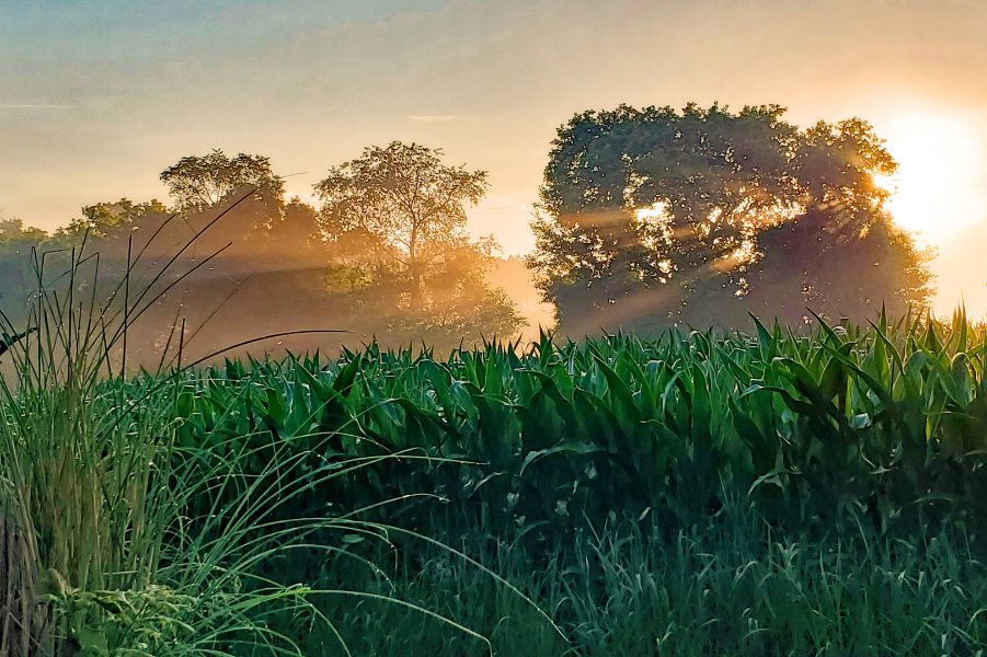 Ingredient solutions firm Tate & Lyle has updated its science-based greenhouse gas emissions reduction targets, following the acquisition of CP Kelco in 2024 and the expansion of its global operations and supply chain.