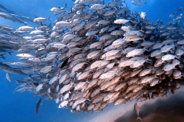 Governments need to 'accelerate action' to achieve 30x30 conservation target