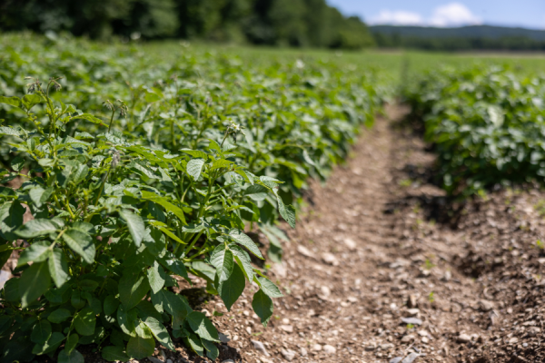 Some 86% of UK farmers believe that policy uncertainty is negatively affecting their farm, while just under three quarters (74%) say increasingly unpredictable weather is making it harder to manage their business.
