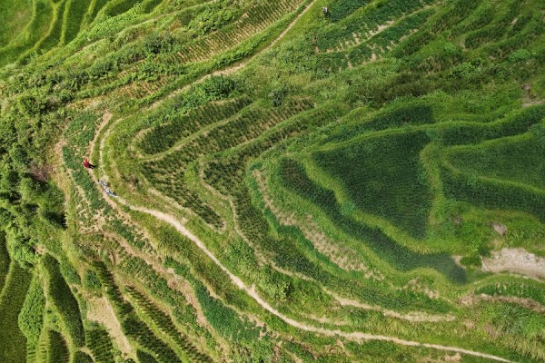 Food and beverage firms in China are increasingly viewing climate resilience as a business opportunity, rather than just a compliance issue, a new report by Lumina Intelligence has suggested.