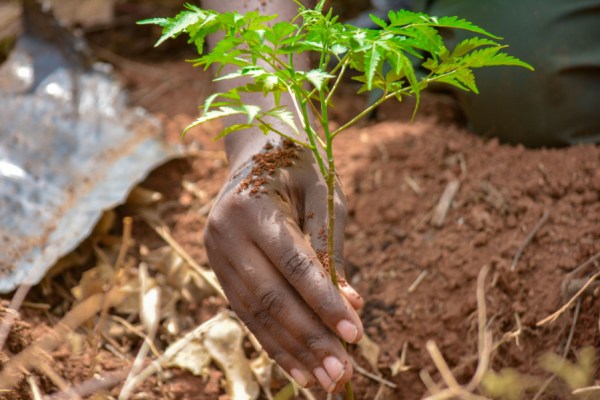 Reliance on reforestation could face social and institutional barriers