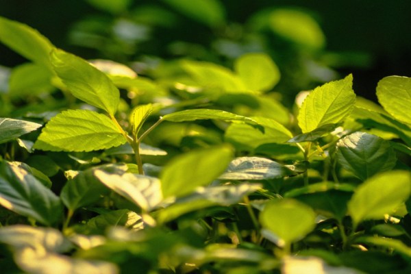 The share of firms publicly committed to protecting biodiversity has more than doubled, from 14% in 2022 to 35% in 2025, new data from the S&P Global Corporate Sustainability Assessment has shown.